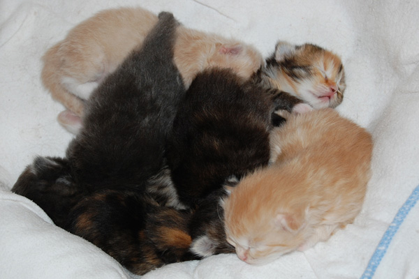 die Q-chen sind 12 Tage alt.jpg